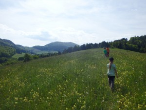 Wald- und Wiesenlandschaft_3_web